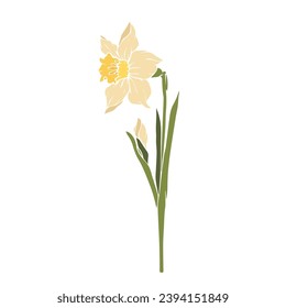 Spring daffodil flower.Decorative botanical element.Vector graphic.