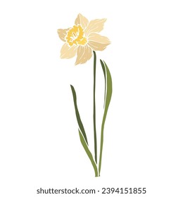 Spring daffodil flower.Decorative botanical element.Vector graphic.