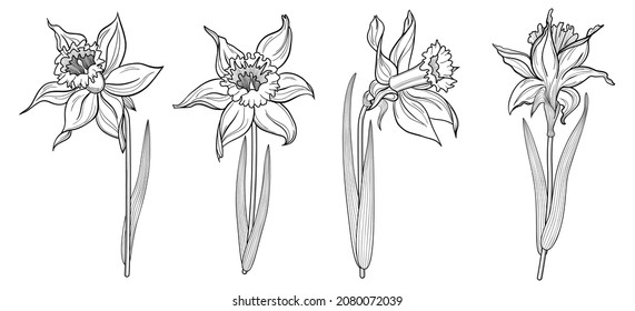 Spring daffodils collection. Flower line art. Isolated white background.