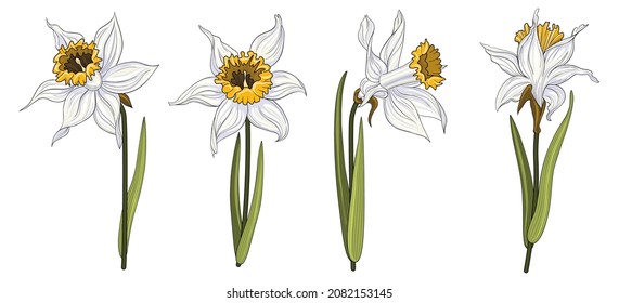 Spring daffodils collection. White narcissus with yellow core with black outline on isolated white background. 