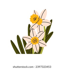 Spring daffodils. Narcissus, garden flower buds and leaf. Blossomed blooms, floral plant. Beautiful delicate gentle wildflower with leaves. Flat vector illustration isolated on white background.