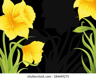 Spring daffodils on the black background.