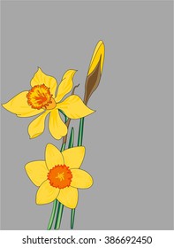 Spring daffodils on a graphite background vector