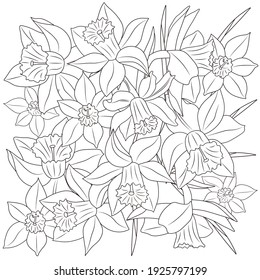 Spring daffodils on a white background. Coloring book for children and adults