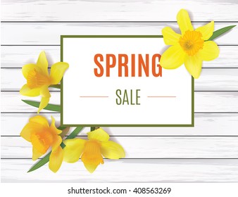 Spring. Daffodils and square banner for text. Whiteboard background