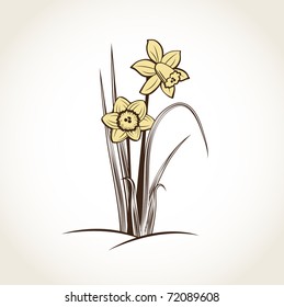 Spring daffodils. Vector background