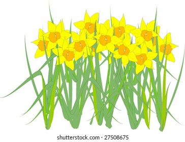 Spring Daffodils. Vector illustration with white background.