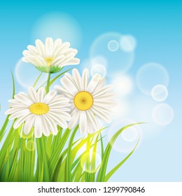 Spring daisies background fresh green grass, pleasant juicy spring colors, vector, illustration, template, banner, isolated