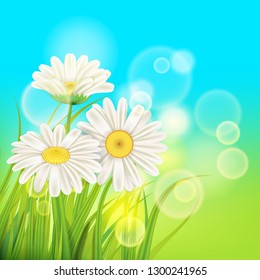 Spring daisies background fresh green grass, pleasant juicy spring colors, vector, illustration, template, banner, isolated