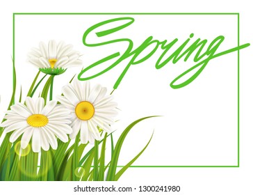 Spring daisies background fresh green grass, pleasant juicy spring colors. Spring handwriting Lettering. Vector, template, illustration, isolated