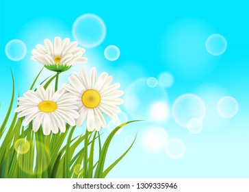 Spring daisies background fresh green grass, pleasant juicy spring colors, vector, illustration, template, banner, isolated