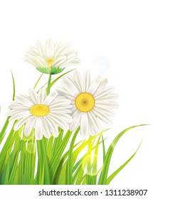 Spring daisies background fresh green grass, pleasant juicy spring colors, vector, illustration, template, banner, isolated