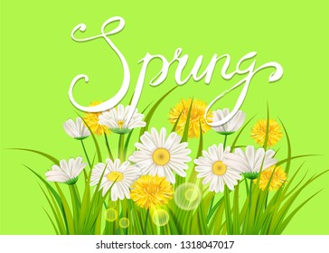 Spring daisies, chamomiles dandelions juicy green lettering. Spring grass background Template for banners, web, flyer. Vector illustration isolated.