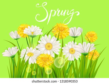 Spring daisies, chamomiles dandelions juicy green lettering. Spring grass background Template for banners, web, flyer. Vector illustration isolated.