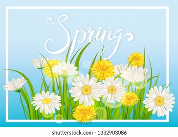 Spring daisies, chamomiles dandelions juicy green lettering. Spring grass background Template for banners, web, flyer. Vector illustration isolated.
