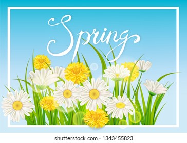 Spring daisies, chamomiles dandelions juicy green lettering. Spring grass background Template for banners, web, flyer. Vector illustration isolated.