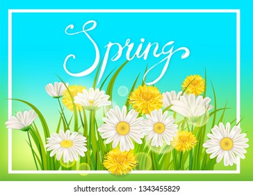Spring daisies, chamomiles dandelions juicy green lettering. Spring grass background Template for banners, web, flyer. Vector illustration isolated.