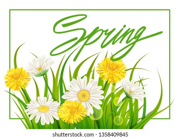 Spring daisies, chamomiles dandelions juicy green lettering. Spring grass background Template for banners, web, flyer. Vector illustration isolated.