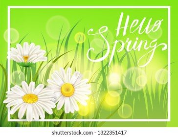 Spring daisies, chamomiles juicy green, lettering Spring, grass background Template for banners, web, flyer. Vector illustration isolated.