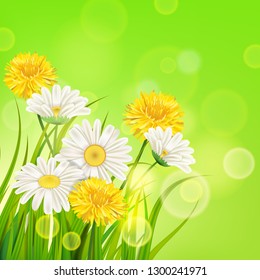 Spring daisies and dandelions background fresh green grass, pleasant juicy spring colors, vector, illustration, template, banner, isolated