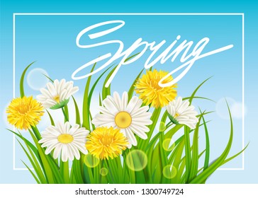 Spring daisies and dandelions background fresh green grass, pleasant juicy spring colors. Spring handwriting Lettering. Vector, template, illustration, isolated