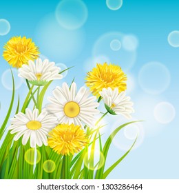 Spring daisies and dandelions background fresh green grass, pleasant juicy spring colors, vector, illustration, template, banner, isolated