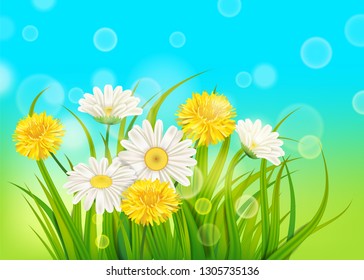 Spring daisies and dandelions background fresh green grass, pleasant juicy spring colors, vector, illustration, template, banner, isolated