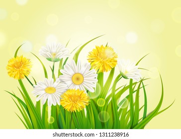 Spring daisies and dandelions background fresh green grass, pleasant juicy spring colors, vector, illustration, template, banner, isolated