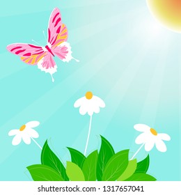 Spring daisy and butterfly vector background 
