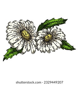 spring daisy flower hand drawn. floral nature, plant vector, illustration blossom spring daisy flower vector sketch. isolated color illustration