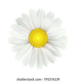Spring daisy flowers isolated on white background. Vector illustration