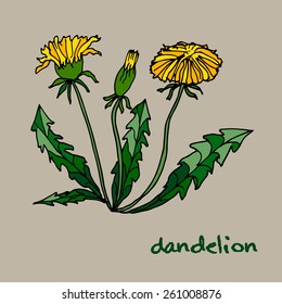 Spring dandelion flowers with leaves