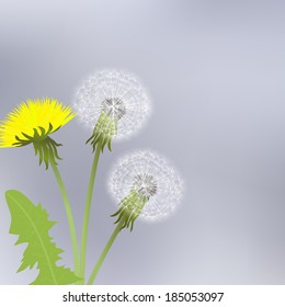   Spring dandelion flowers with leaves on a gray background.