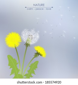 Spring dandelion flowers  on a gray background. Stylish spring background with a place for text, good for cards, invitations