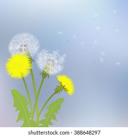 Spring dandelion flowers  on a gray background.