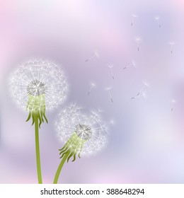 Spring dandelion flowers  on a gray-pink background.