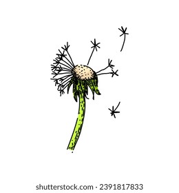 spring dandelion hand drawn. blossom plant, summer wind, floral illustration spring dandelion vector sketch. isolated color illustration