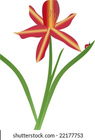 Spring Day Lily with a Ladybug.