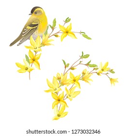 Spring decor for your design with bird Siskin, blossoming yellow flowers and green leaves on branches Forsythia. Vector tender illustration in watercolor style.