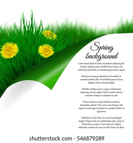 Spring ecological background with a bright green grass and yellow flowers dandelions