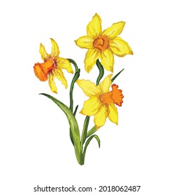 The spring element of Narcissus. realistic. a hand-drawn flower, a bouquet, isolated on a white background. modern flora for print, postcard, banner, wallpaper,  invitation. ar  vintage style