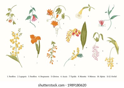 Art print POSTER Lapageria Flowers in Garden