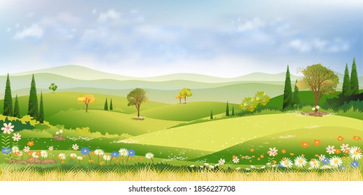 Spring fields landscape with blue sky and cloud, Vector cartoon beautiful natural fram fields with green grass on hills and pine tree,Summer sunny day with mewdow and wildflowers blooming