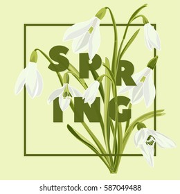 Spring floral background with beautiful snowdrop flowers. Multicoloured greeting card on green background .Vector illustration