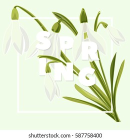 Spring floral background with beautiful snowdrop flowers. Multicoloured greeting card on green background .Vector illustration