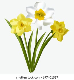 Spring floral beautiful fresh daffodils flowers isolated on white background. Daffodils flower green narcissus blossom blooming easter garden flora vector illustration.