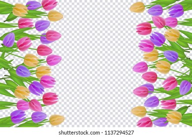 Spring floral border with colorful tulips with green leaves on transparent background. Decorative frame with beautiful fresh seasonal flowers and greenery in vector illustration.