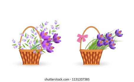 Spring floral bouquets in wicker baskets set with gathered fresh crocuses and blue wild flowers with green leaves isolated on white background - beautiful blooms in vector illustration.