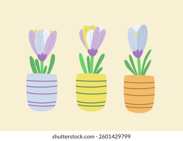 Spring floral decor vector – delicate crocus flower in decorative pots for greeting cards and home design