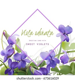 Spring floral greeting card.
Sweet violets - realistic hand drawn vector illustration.

